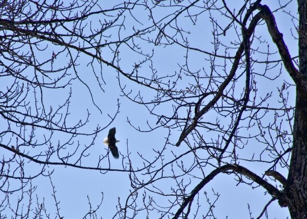 Alan MacKellar's album, First Shots Seen in Alaska: May, 2009