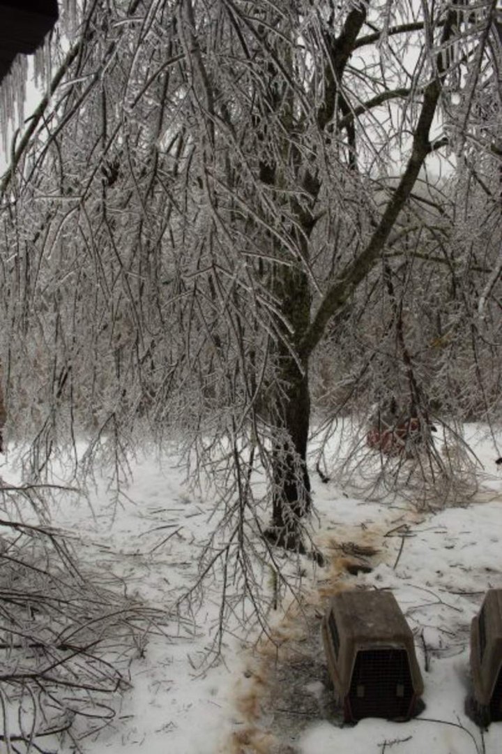 James Wicker's album, Christmas Ice Storm 2009