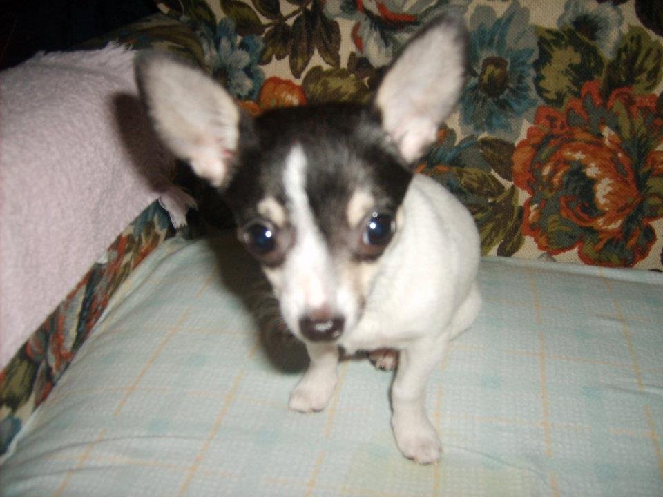 Ruby Pickens' album, Dog Pictures