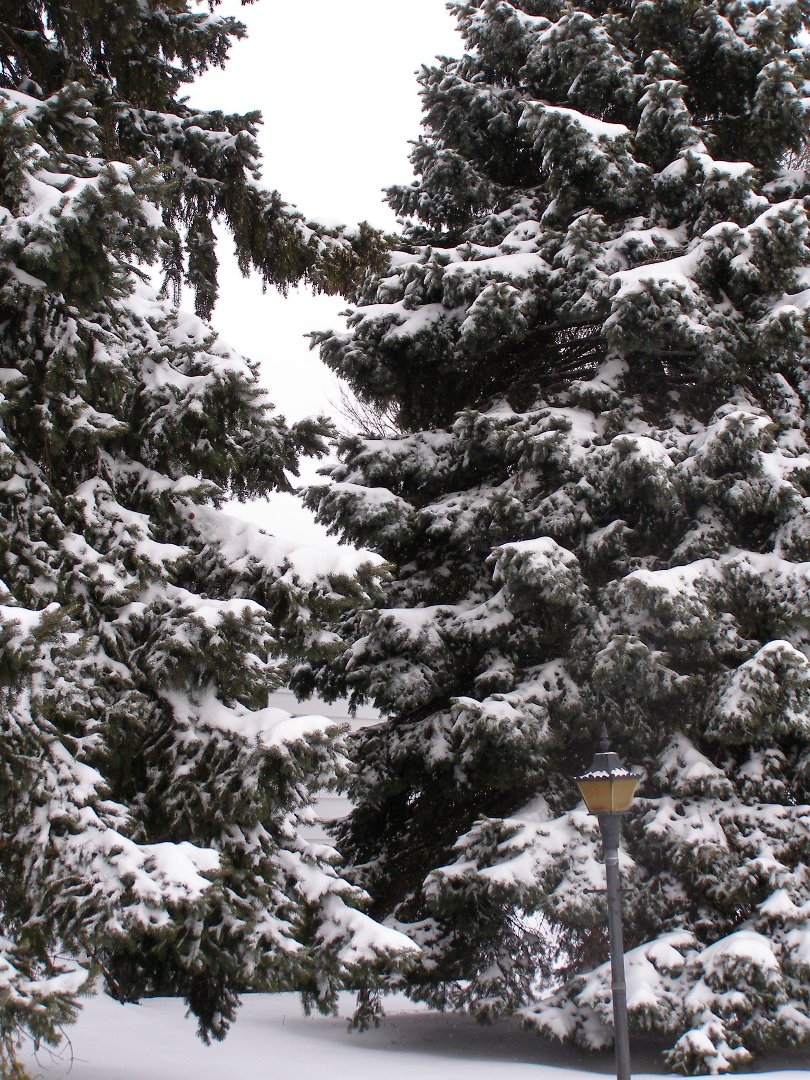 Terry Hornburg's album, winter