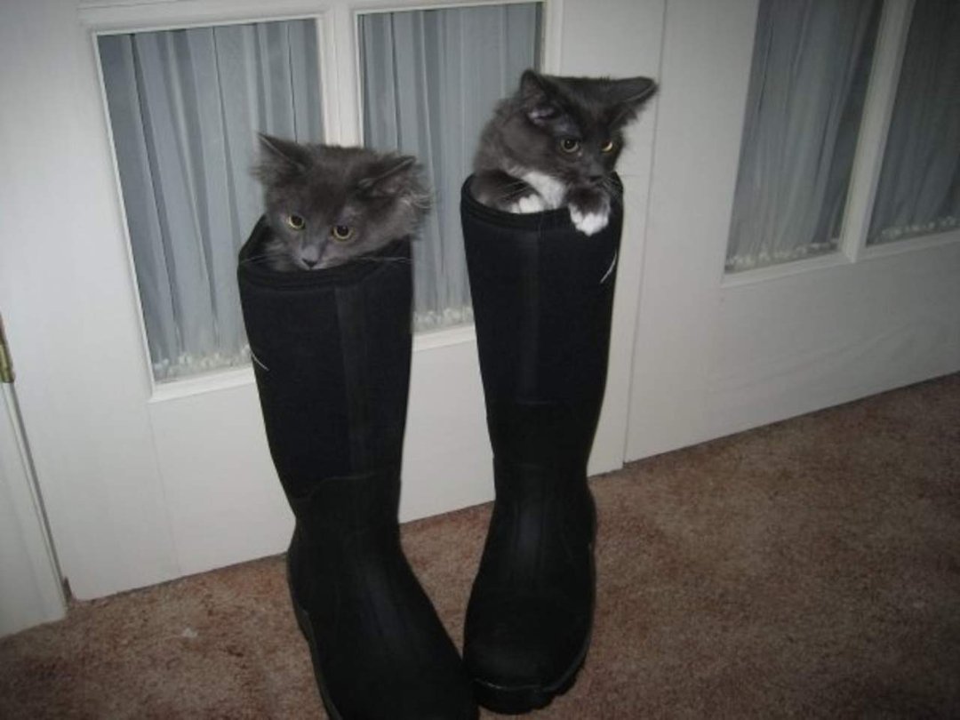 Chris Newell's album, kitties
