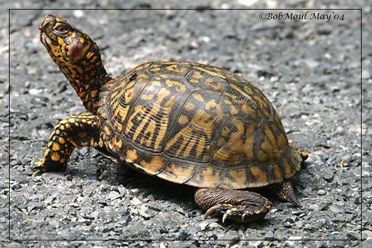 Dennis Back's album, Timeline Photos