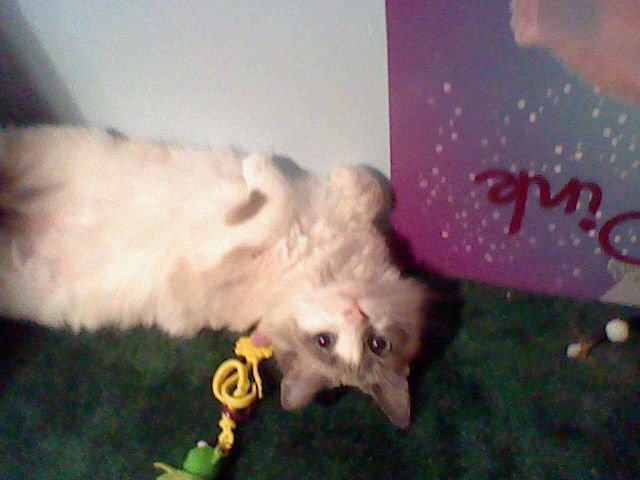 florence hanewacker's album, Photos from Nintendo DSi