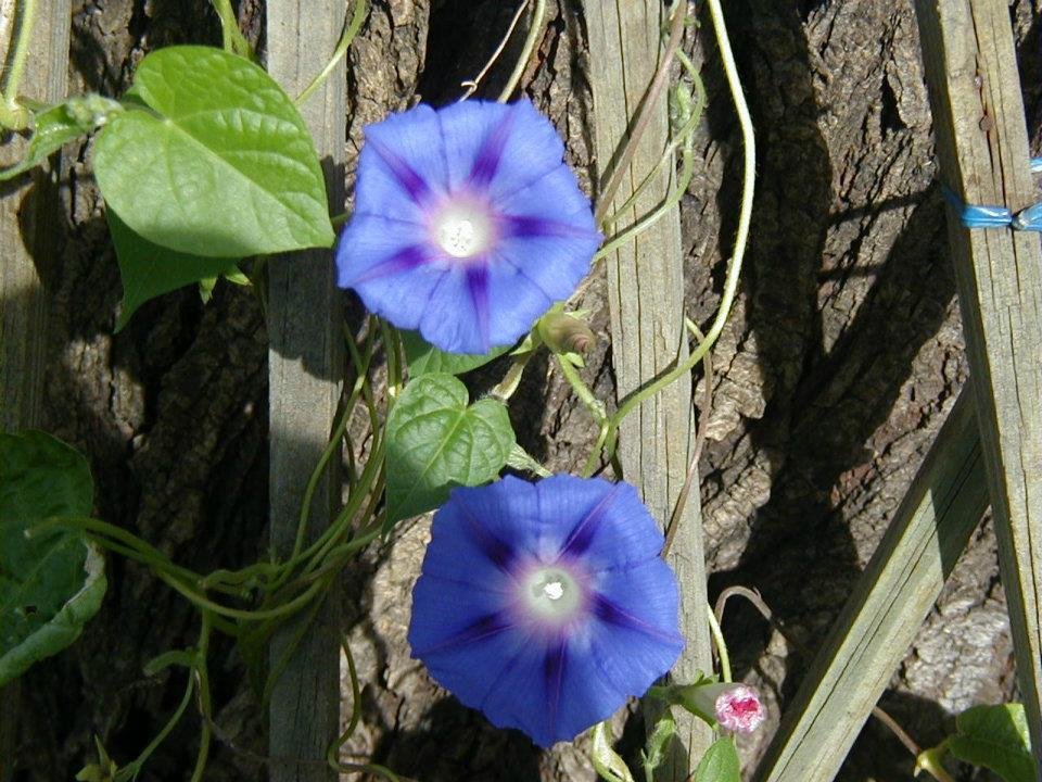 Ron Kopp's album, Morning Glorys before last hard frost