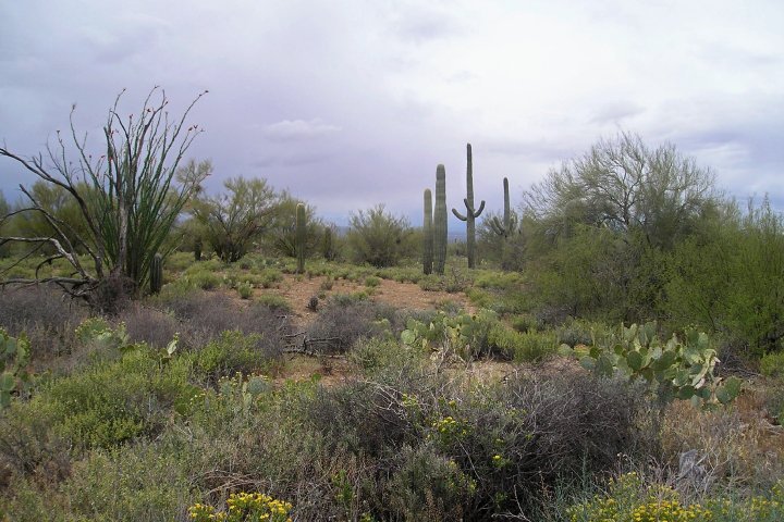 Jean Pizzola's album, Seaworld and Arizona