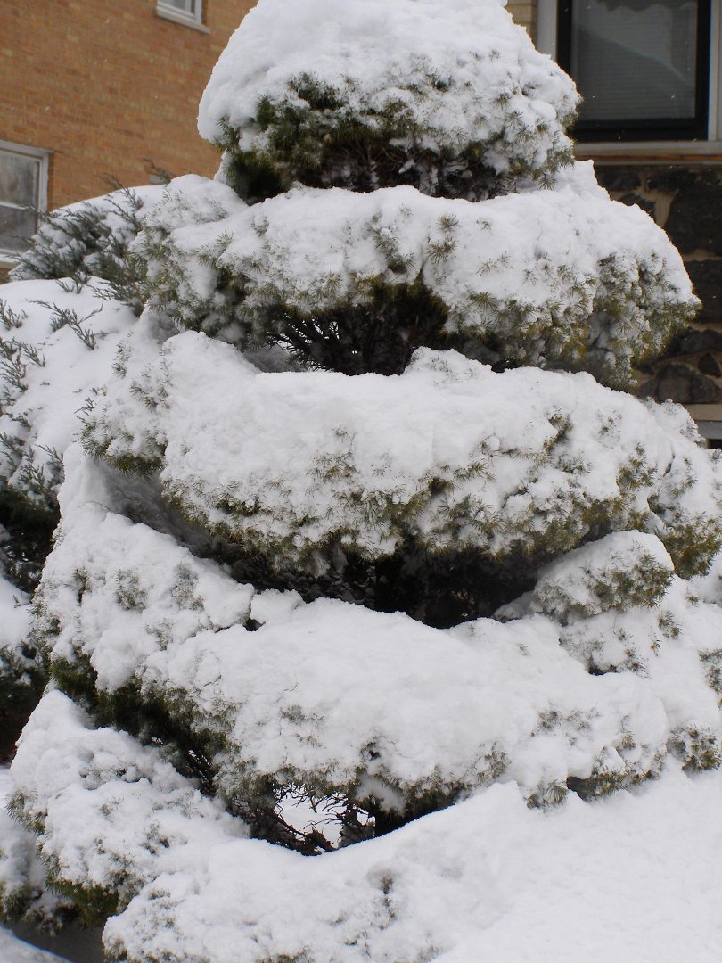 Terry Hornburg's album, winter