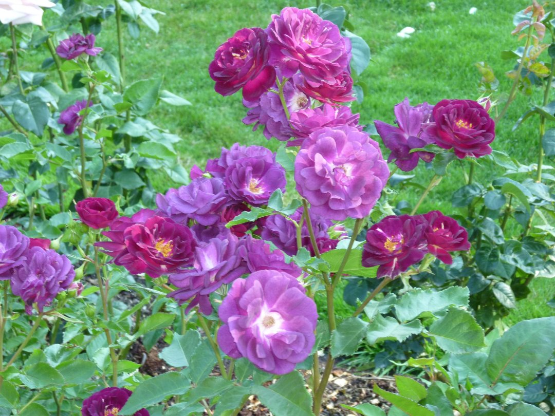 Robert Kelley's album, Portland Rose garden 2011