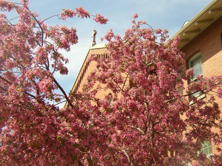 Amy Willcott's album, MSV in Spring