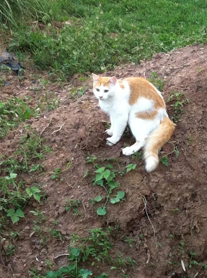 Sylva Smith's album, iOS Photos