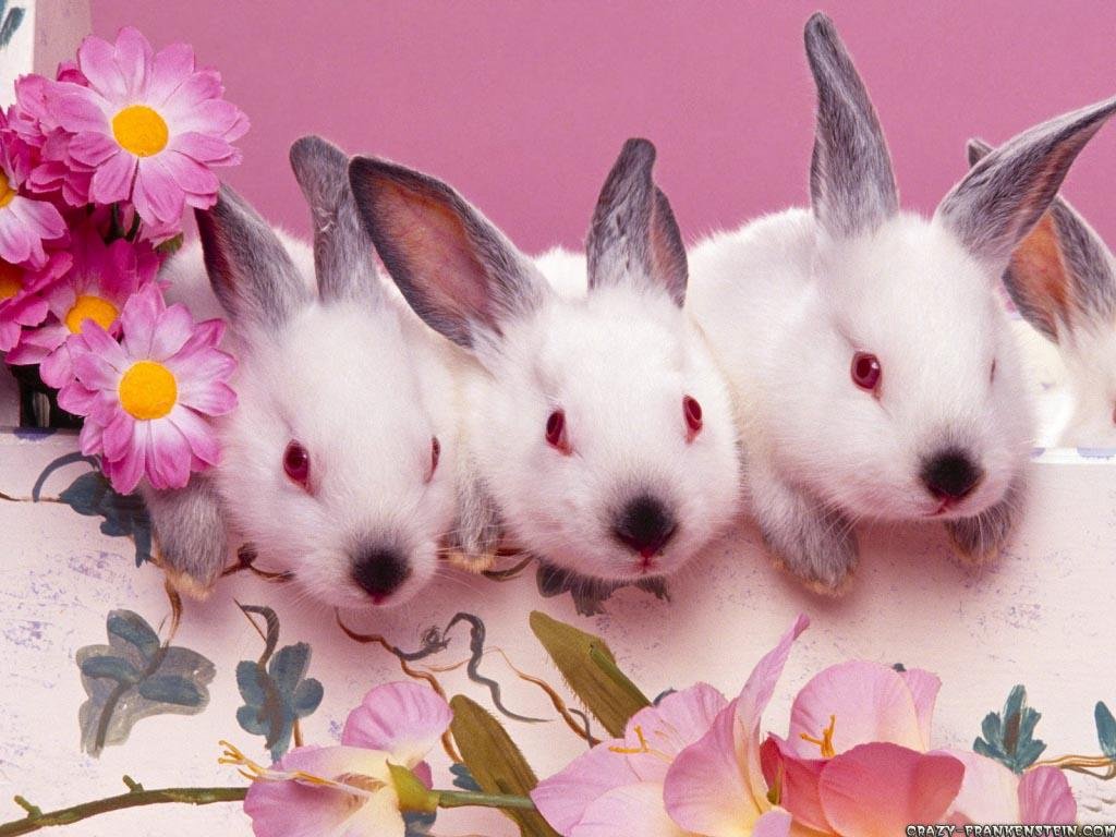 Jeannie Lapin's album, Profile Pictures
