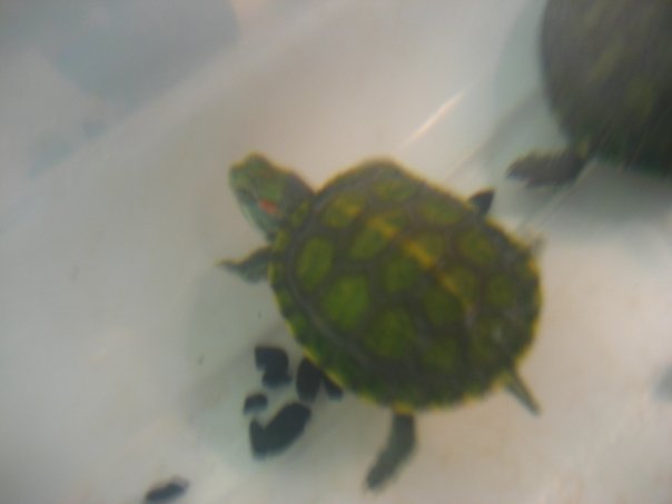 Todd Allison's album, Baby Turtles and Aquariums