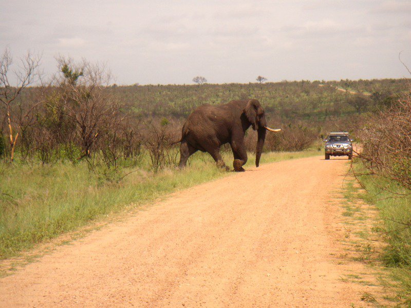 David Cherry's album, Victoria Falls - Safari - 29 Dec 10 - 05 Jan 11