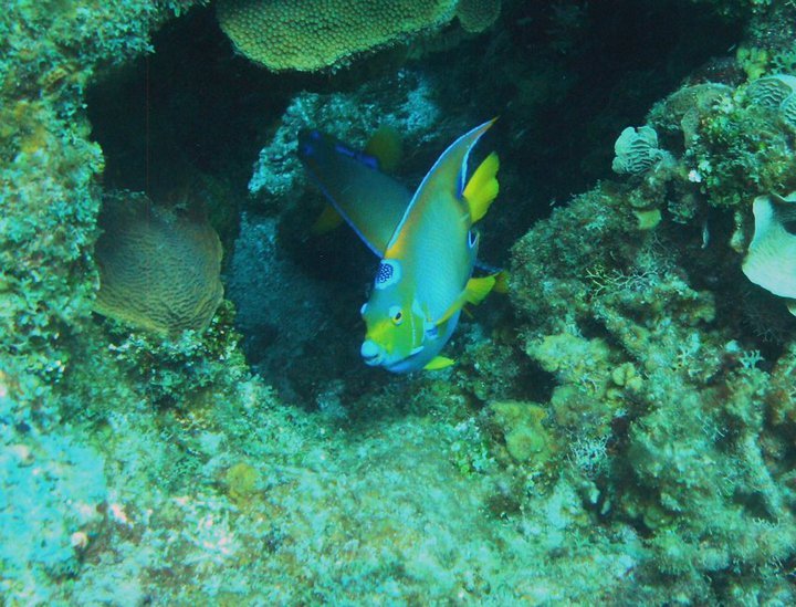Garry Cardwell's album, Roatan Honduras 6-2010