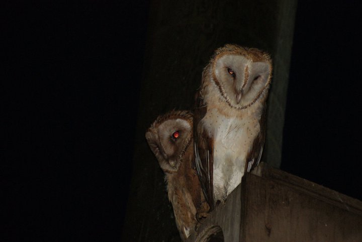 Nikki Elliott-White's album, 2011 Yori Ranches Owlets