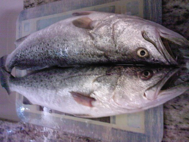 Ray Brackin's album, Fishin 2010