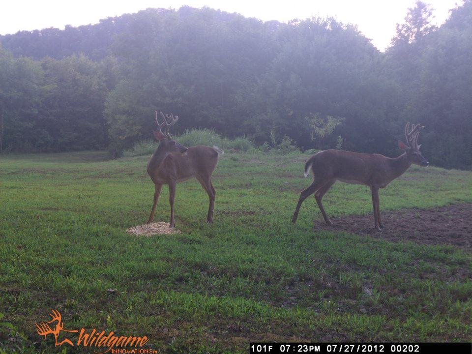Todd Brouillard's album, Deer Camera
