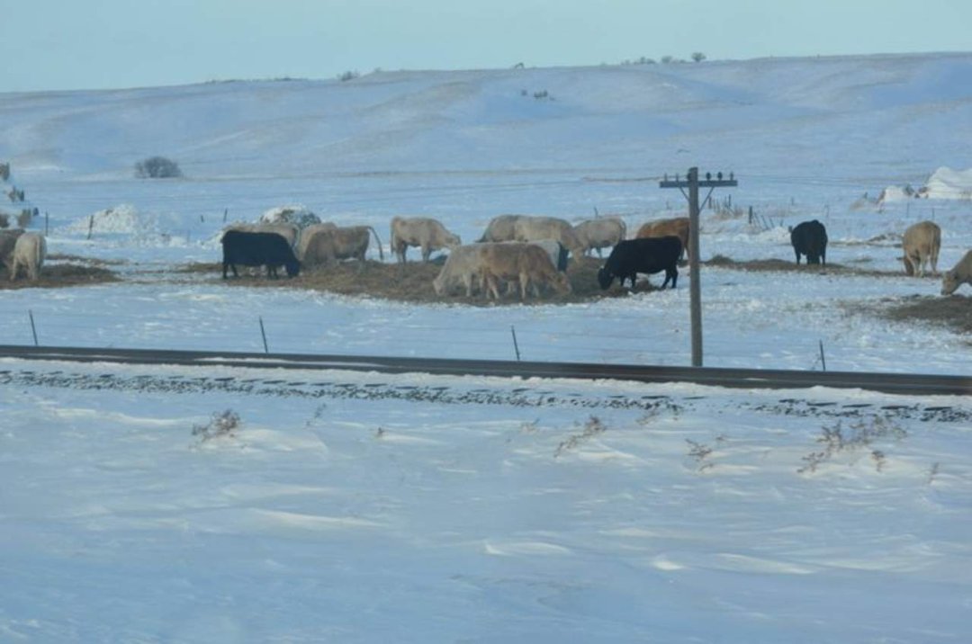 Edward Asbert's album, Cananda trip January , 2011