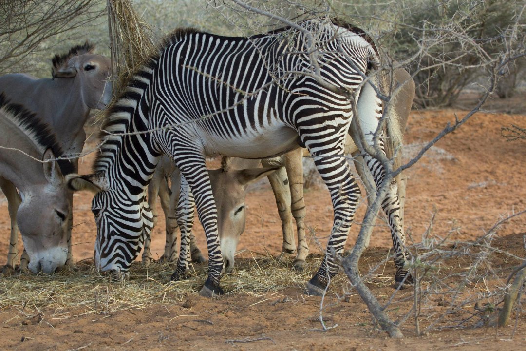 Don Walker's album, Cheetah Refuge