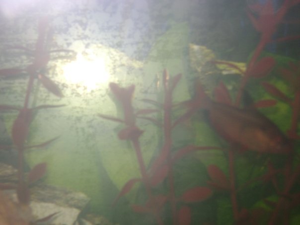 Alessandra Lyons' album, The Fishies