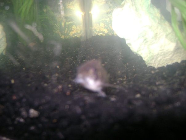 Alessandra Lyons' album, The Fishies