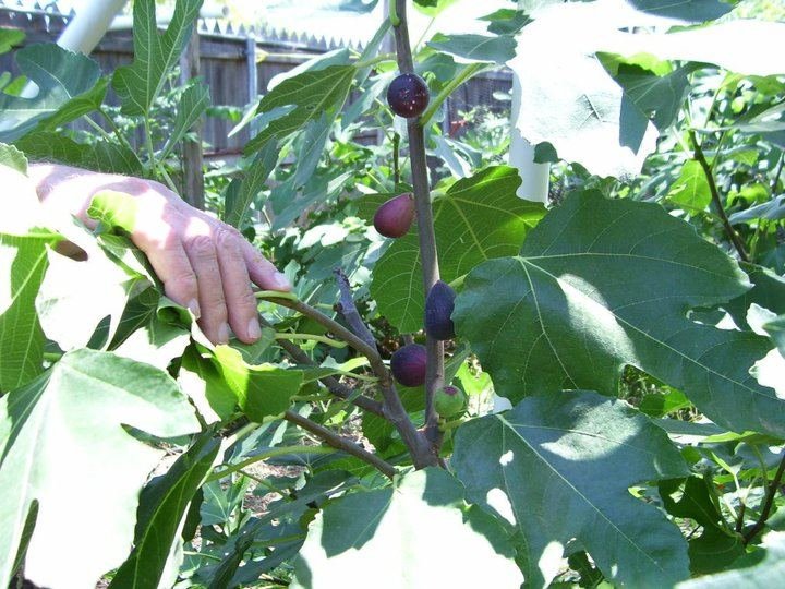 Gordon Brewer's album, Gordon's Figs & Coffee Trees