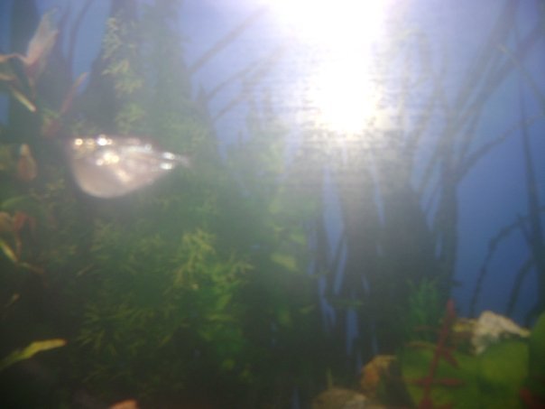 Alessandra Lyons' album, The Fishies