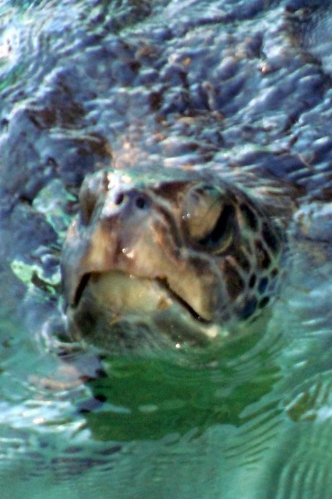 Sonia Lee's album, Sea World San Diego