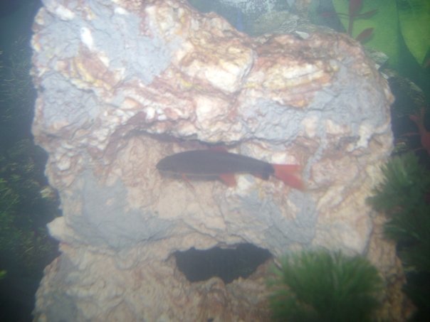 Alessandra Lyons' album, The Fishies