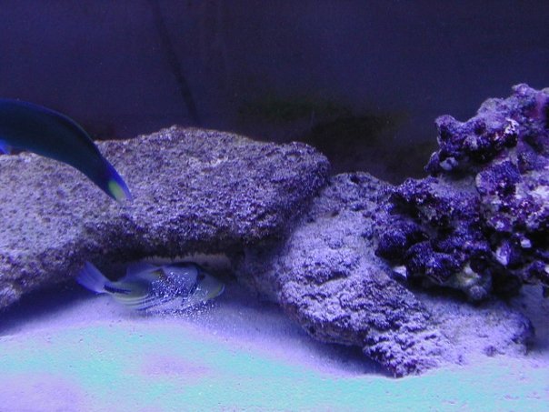 Steve Hinman's album, Fish tank