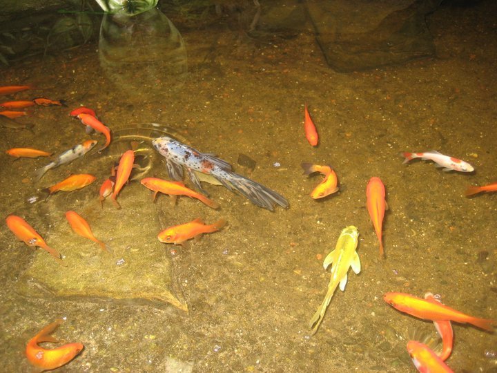 Lawrence Poon's album, 2009 Fort Point & Golden Gate Park