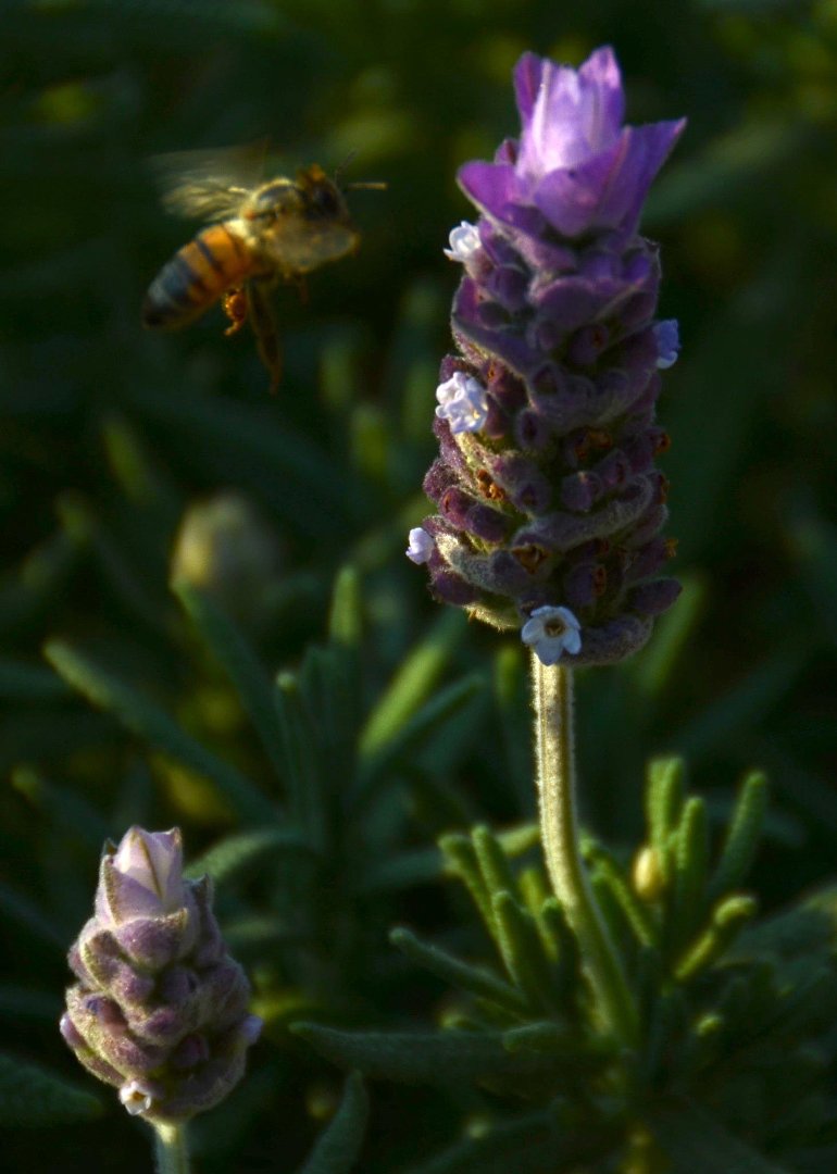 Mike Hamby's album, Bee Cause