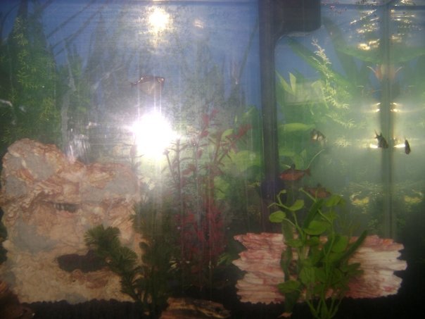 Alessandra Lyons' album, The Fishies