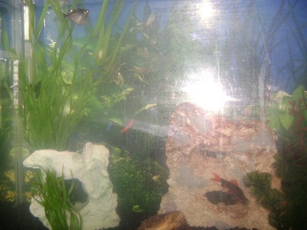 Alessandra Lyons' album, The Fishies