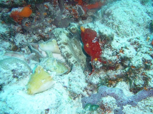 Michael Cochran's album, Underwater Cozumel