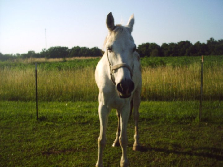James Howe's album, horses