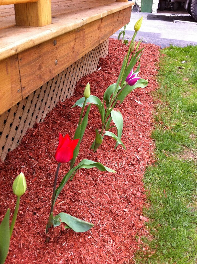 Cindy Bugden's album, Mobile Uploads