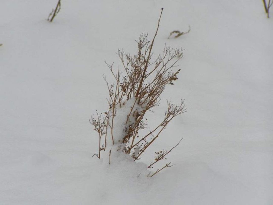 Terry Hornburg's album, winter