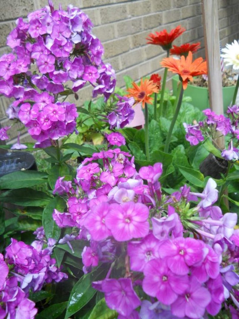 Beth Wentworth's album, Cover Photos
