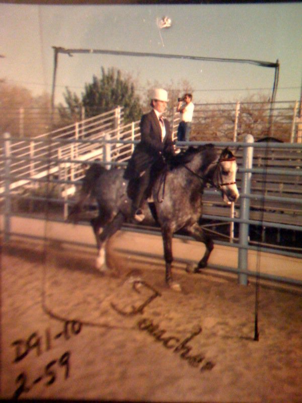 Susan Cole's album, Parador being shown under English saddle.
