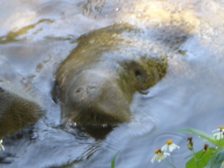 Mary Pick's album, Homasassa Springs State Park