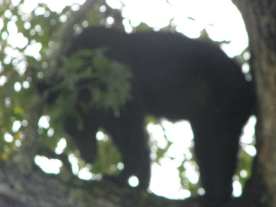 Tami Motes' album, Bears in a tree