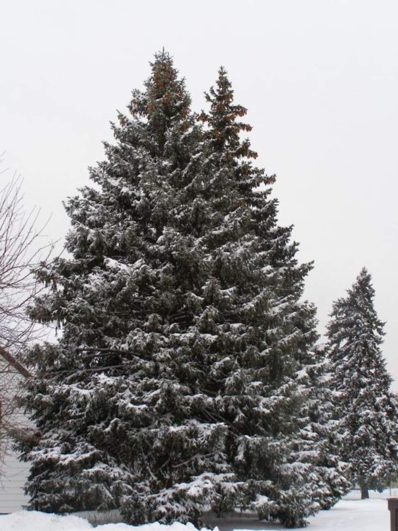 Terry Hornburg's album, winter