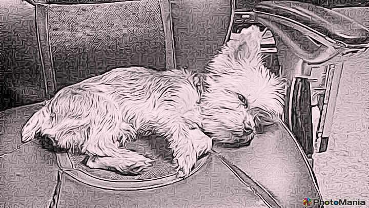 Pamela Yoder's album, Cover Photos