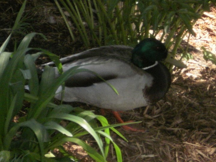 Deb Oman's album, Millie and Mallard