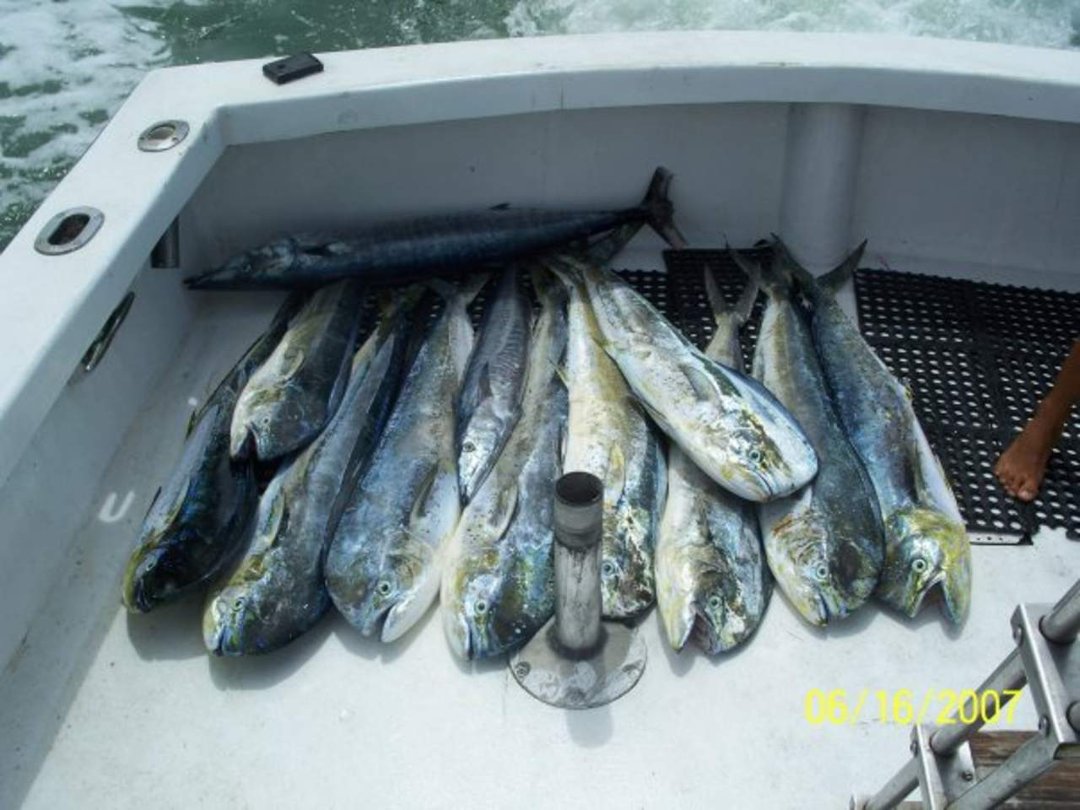 Robert Coles' album, SHUT UP AND FISH