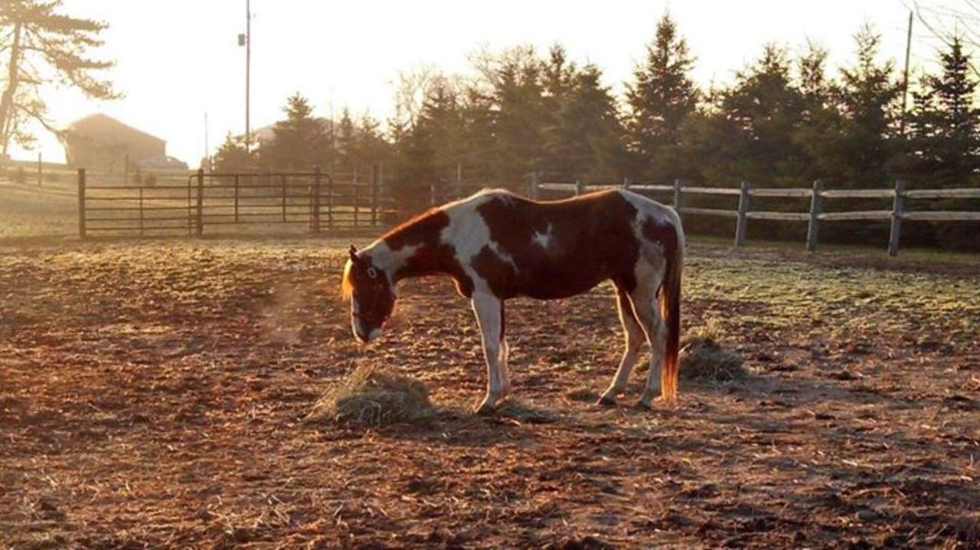 Stacey Edman's album, Cover Photos
