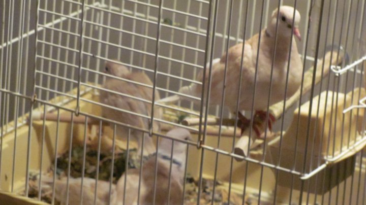 Jack Beebe's album, Treston's doves-parents and young