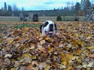Patrick Roy's album, Betsy