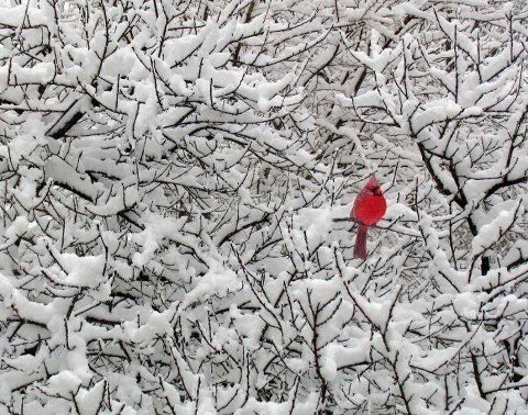 Cindy Robison's album, Cover Photos