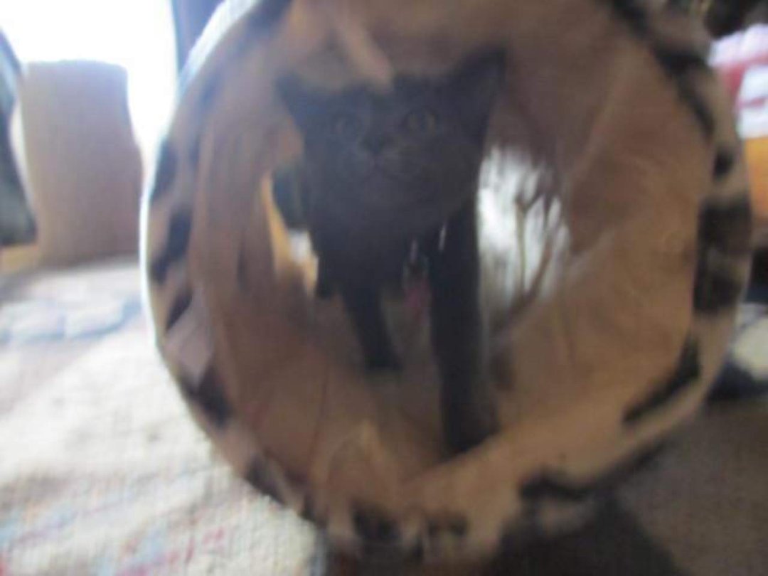 Joyce Pakos' album, Astrid's new kitty tunnel